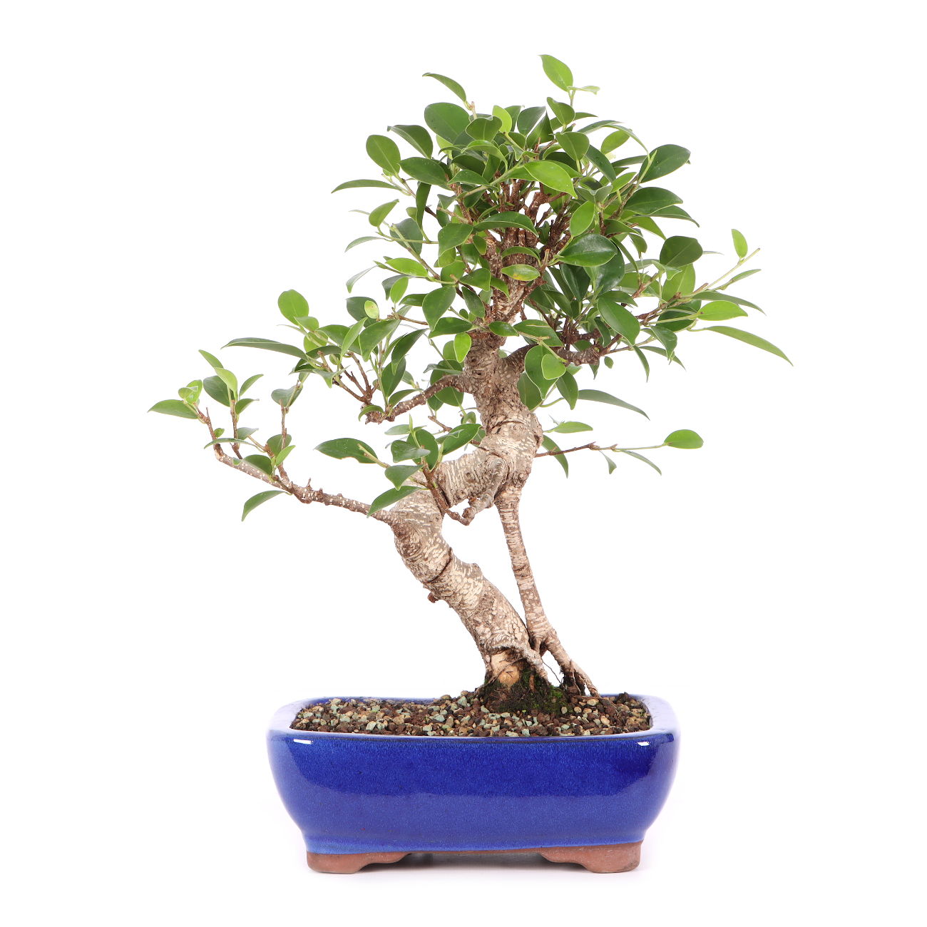 Ficus microcarpa 'Tiger Bark'