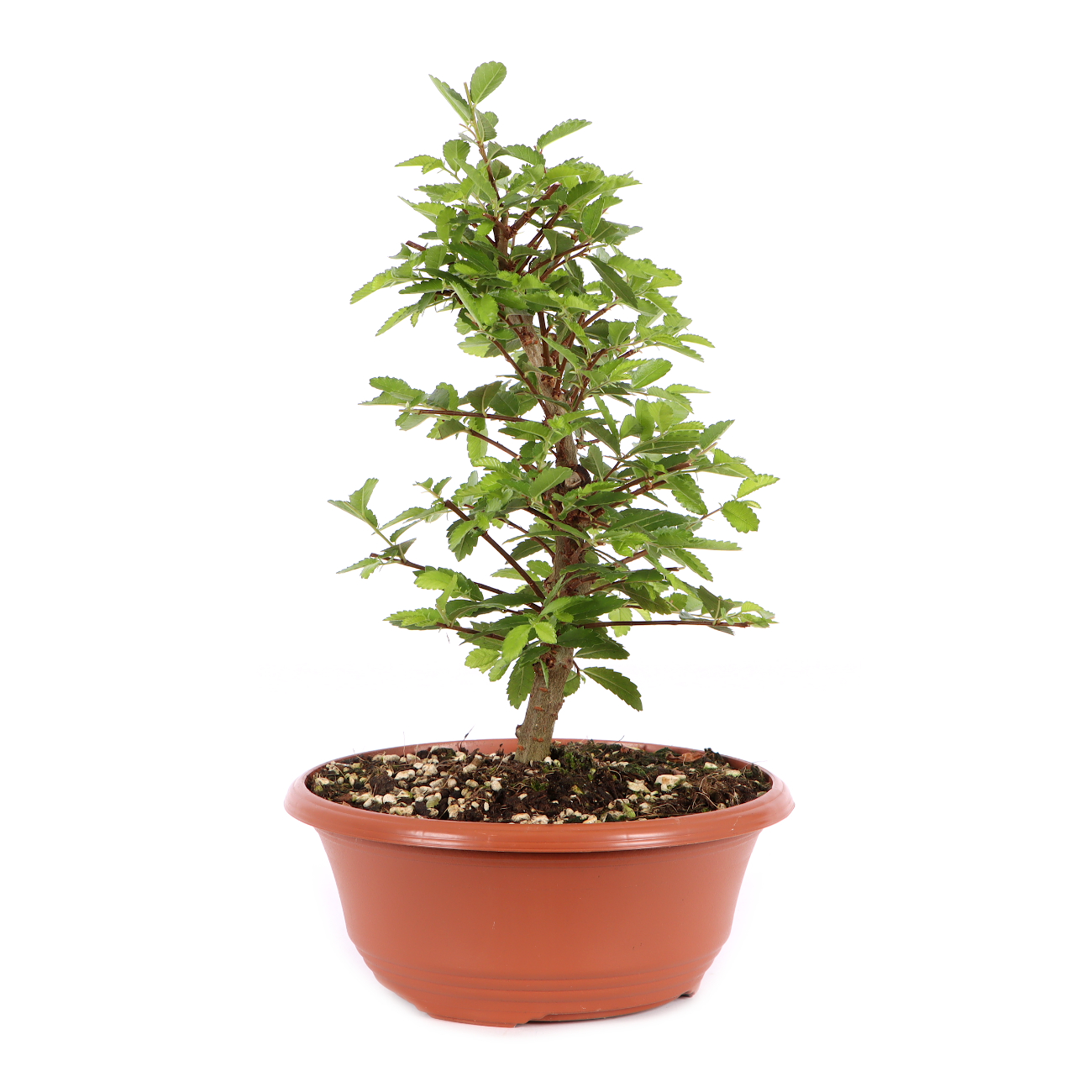 Ulmus japonica