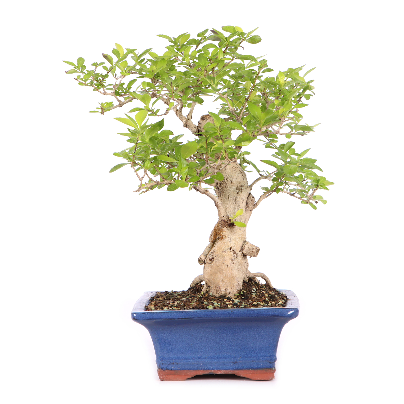 Duranta erecta