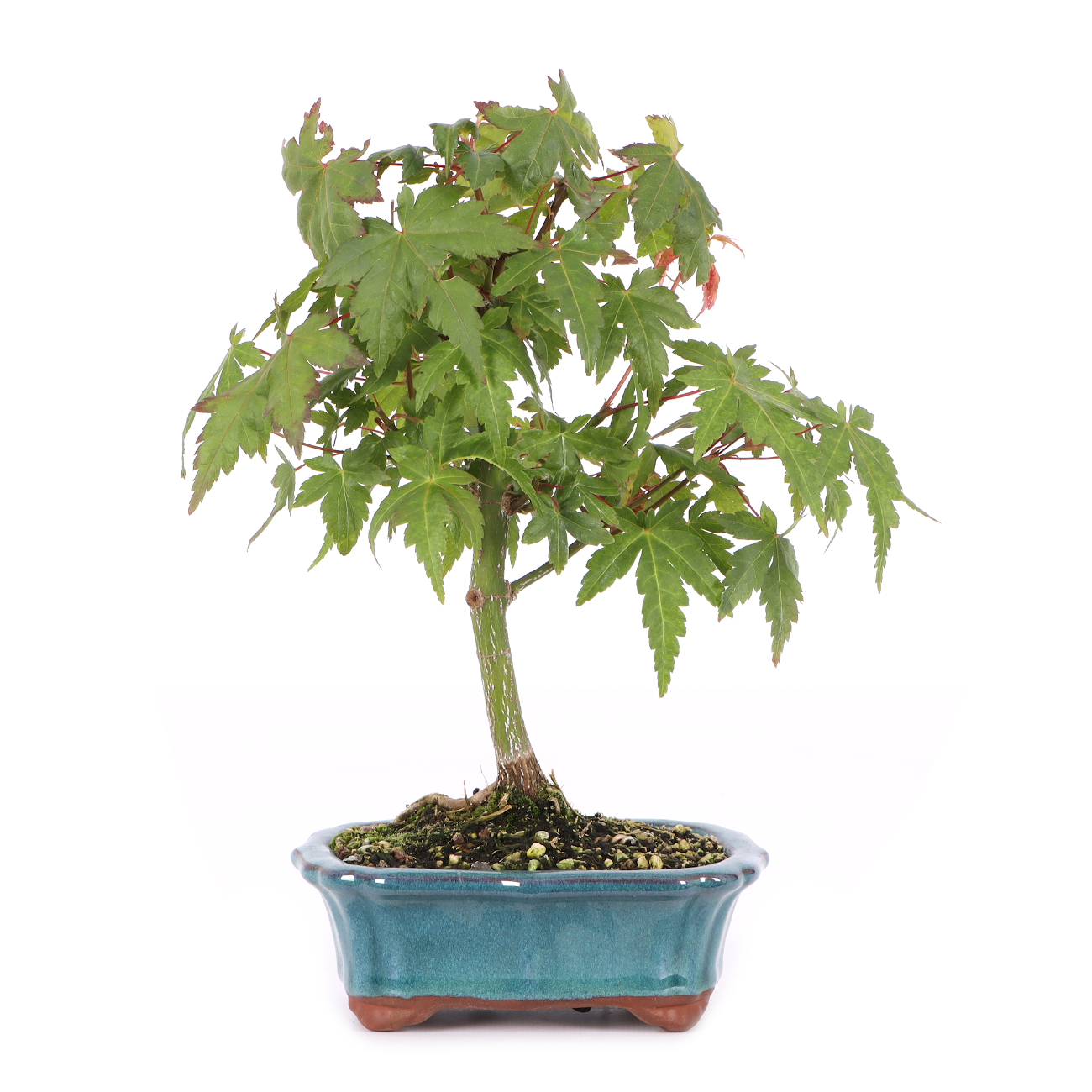 Acer palmatum