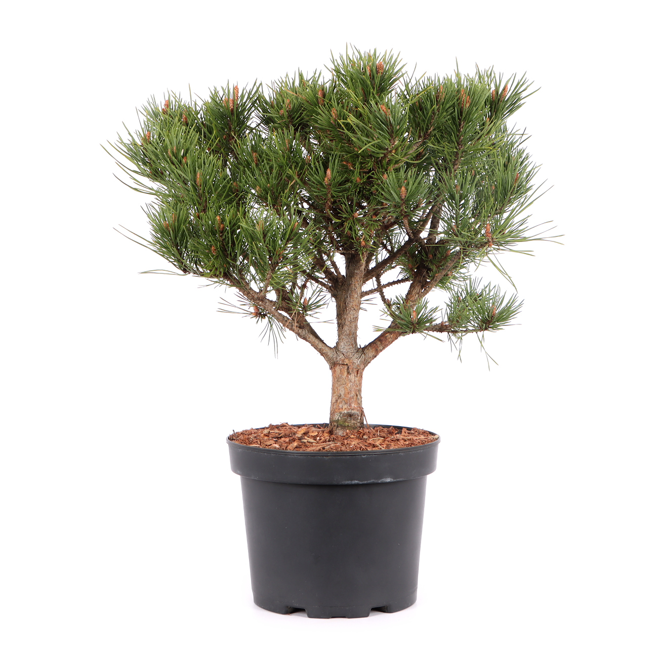 Pinus sylvestris 'Watereri'