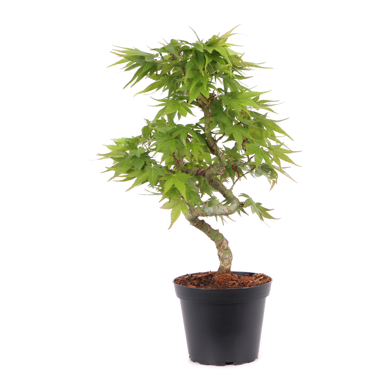 Acer palmatum 'Mikawa Yatsubusa'