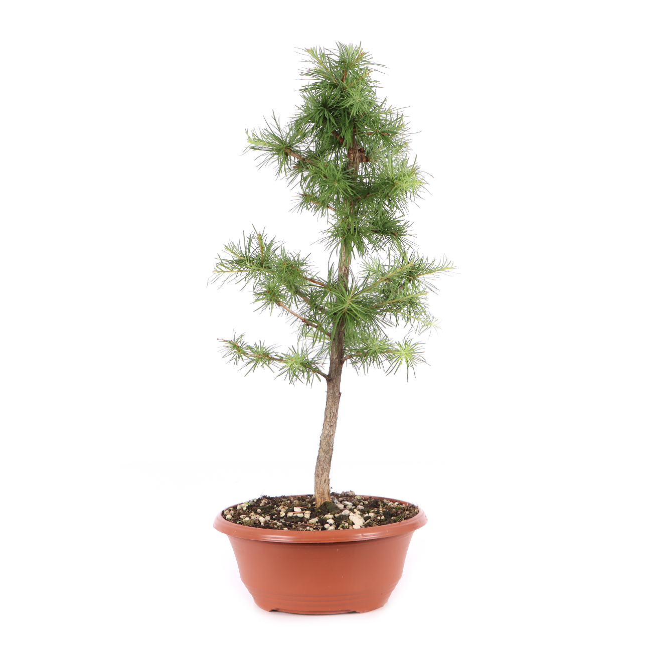 Larix kaempferi