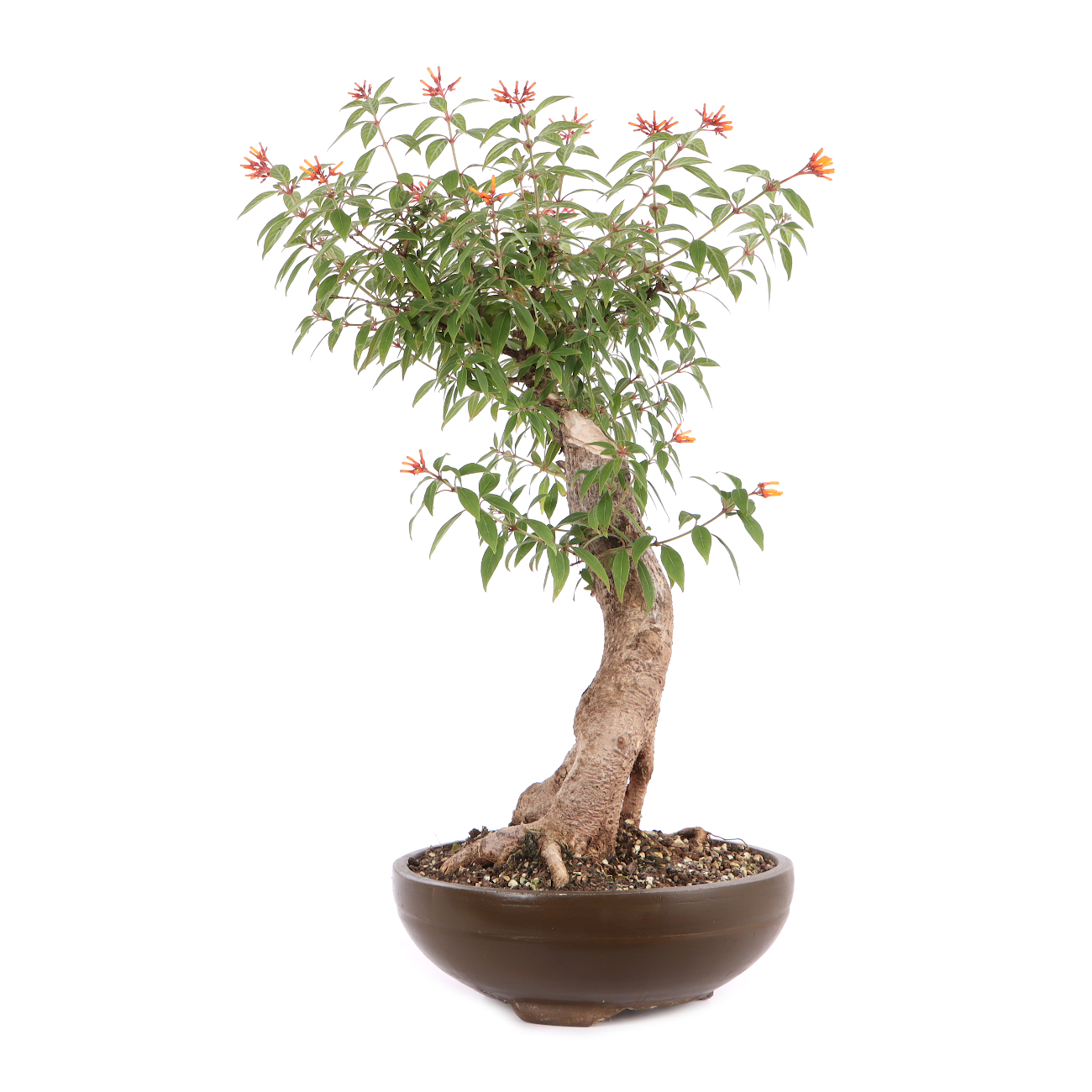 Hamelia patens