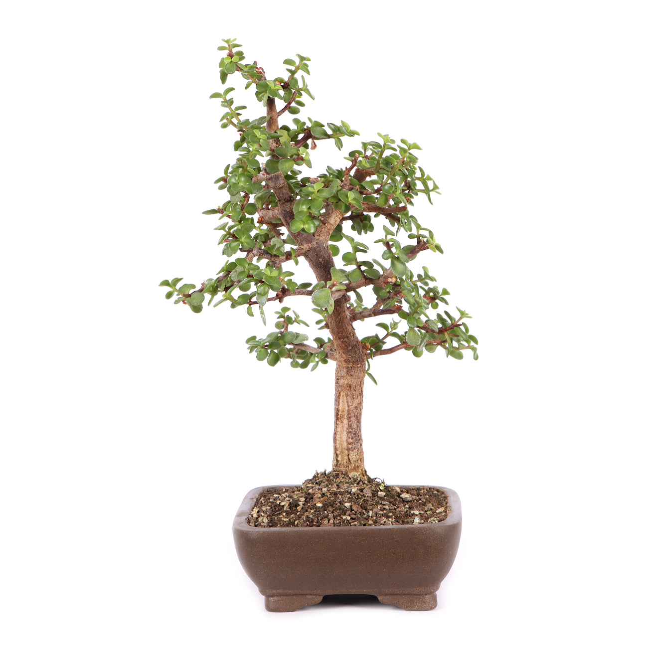 Portulacaria afra