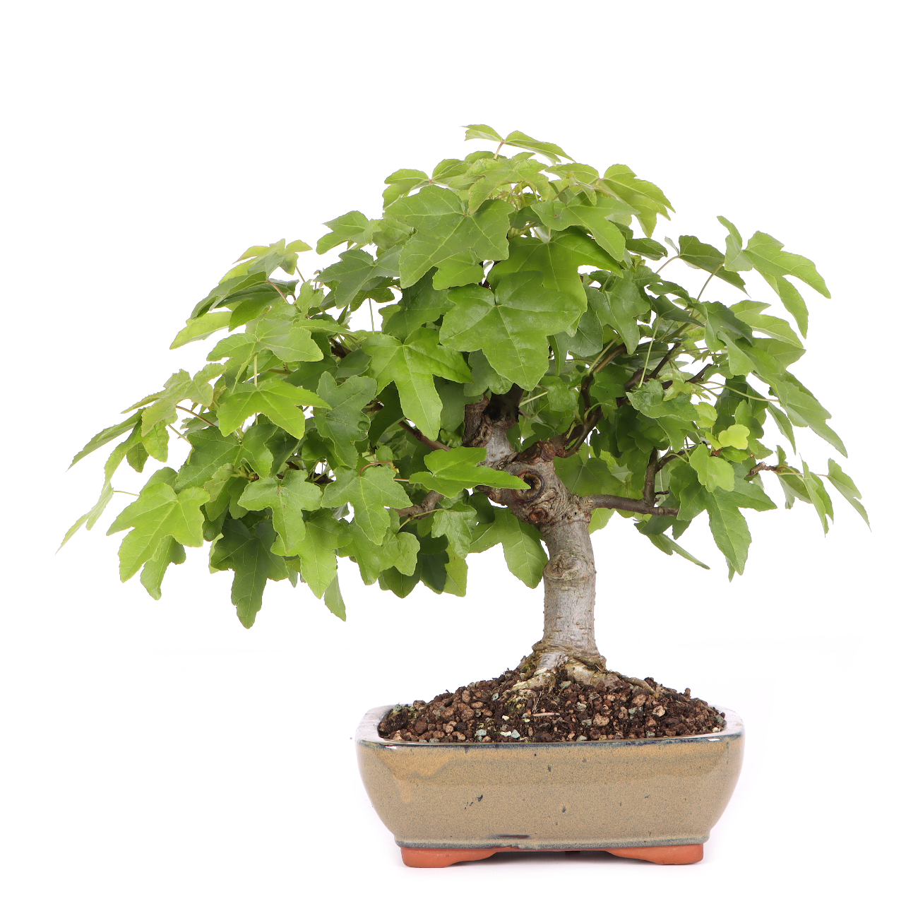 Liquidambar formosana