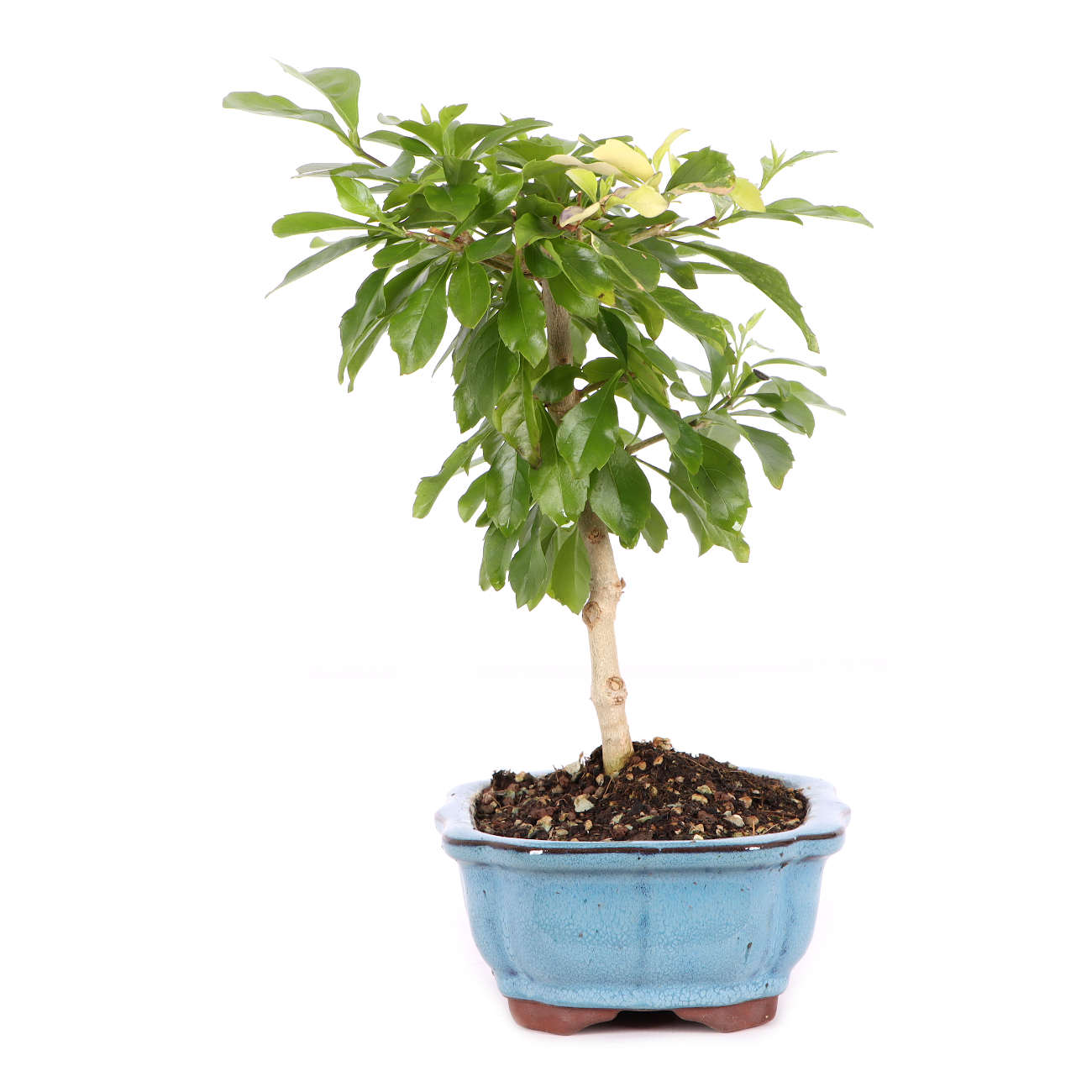 Duranta erecta