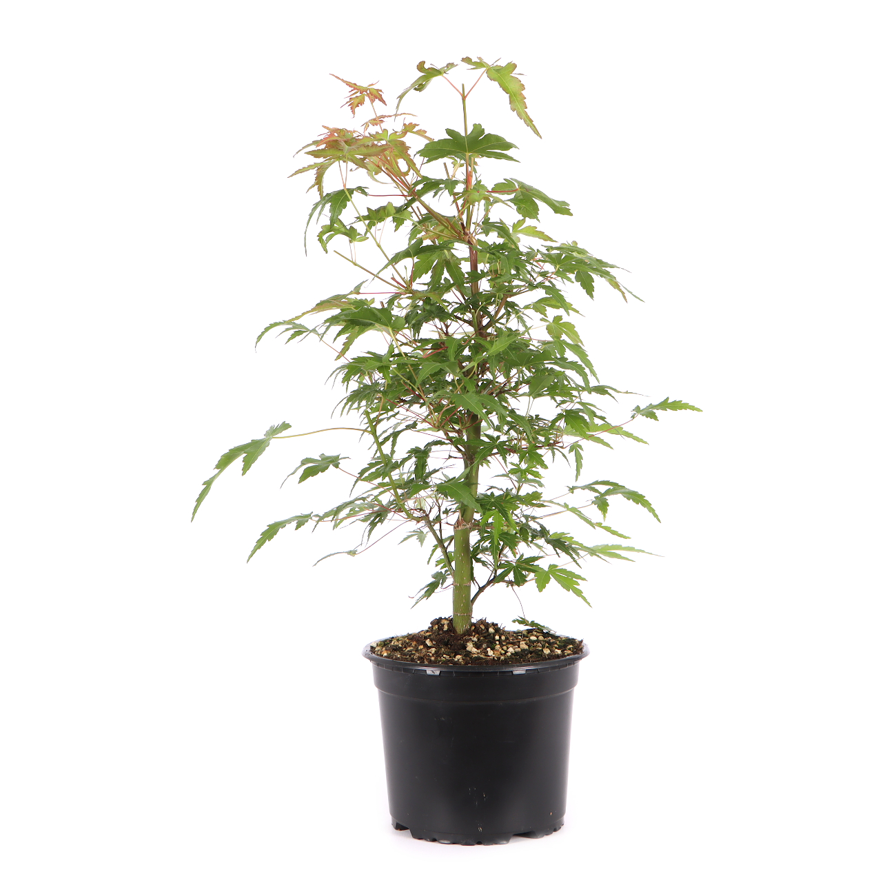Acer palmatum