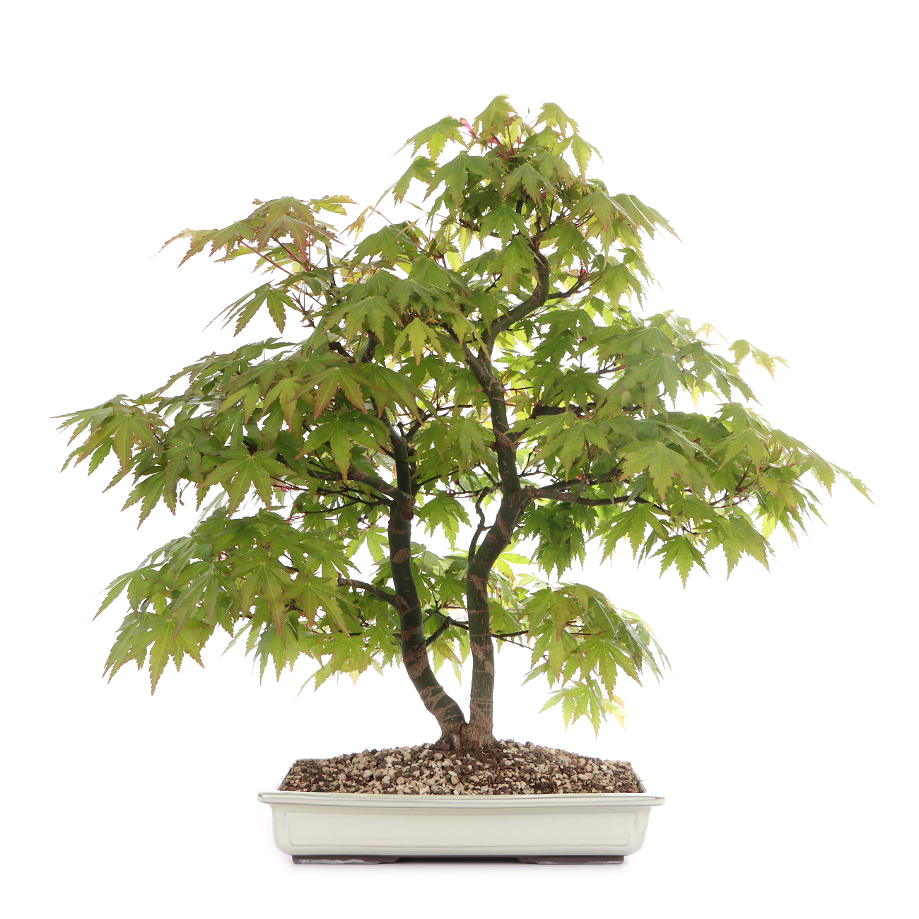 Acer palmatum