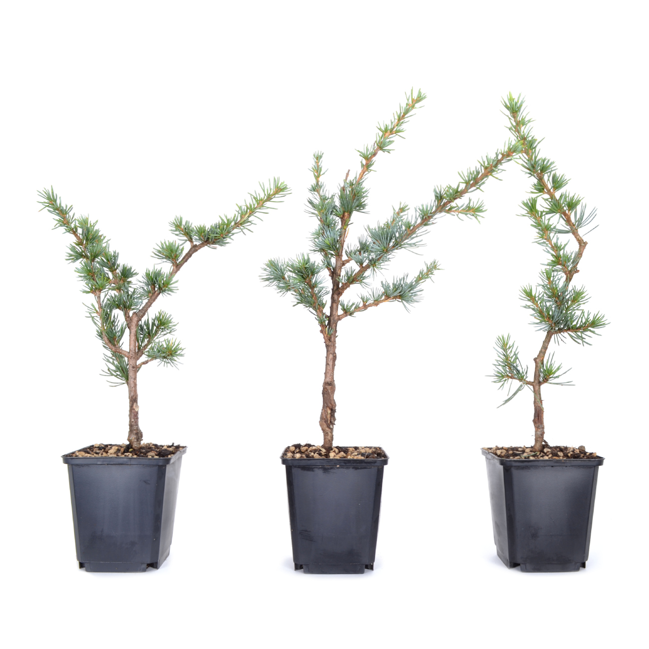 Cedrus atlantica 'Glauca'