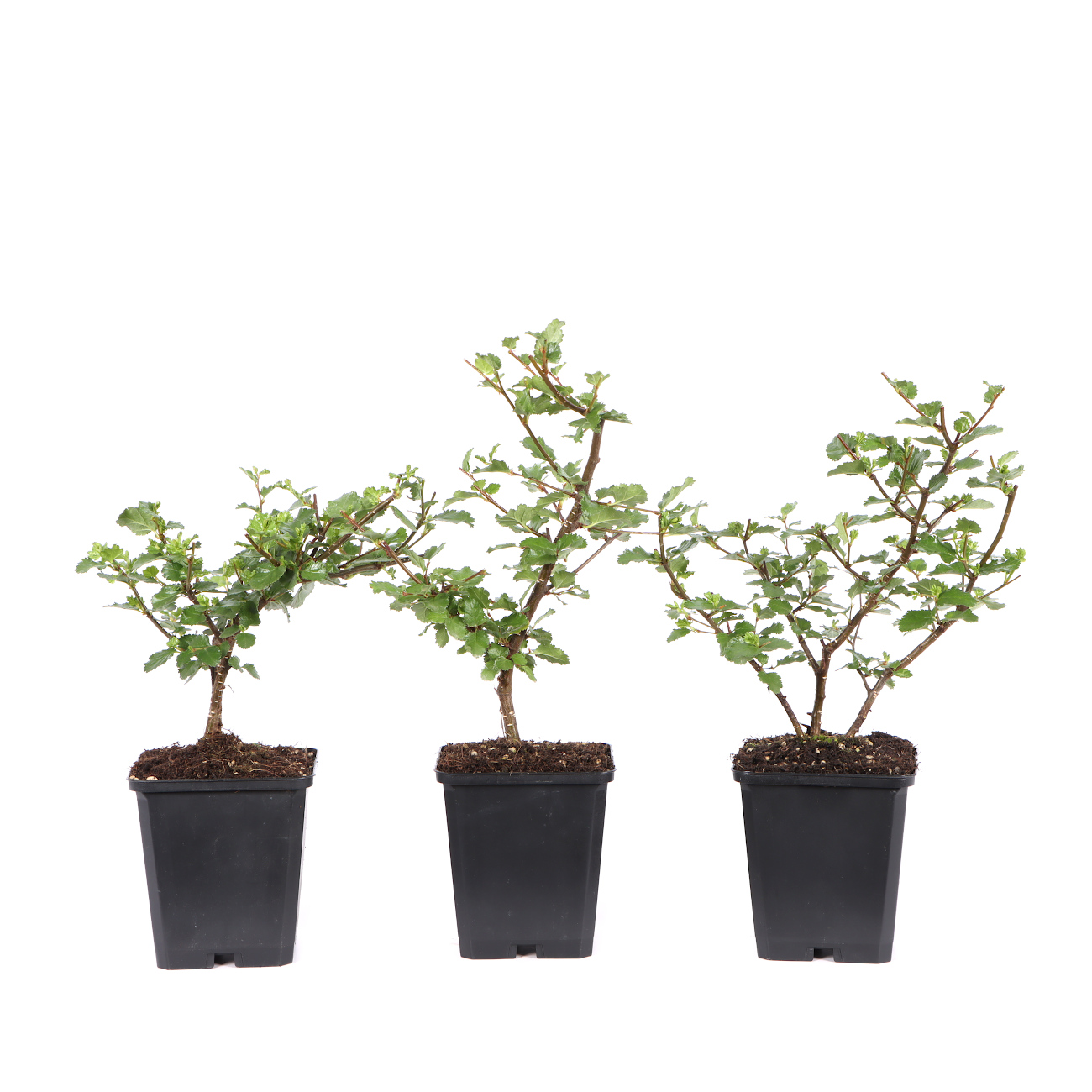 Nothofagus antarctica