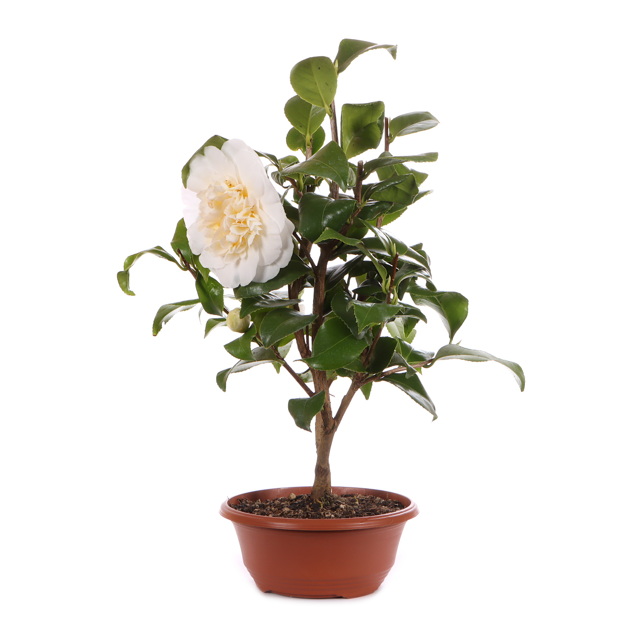 Seitenansicht rechts