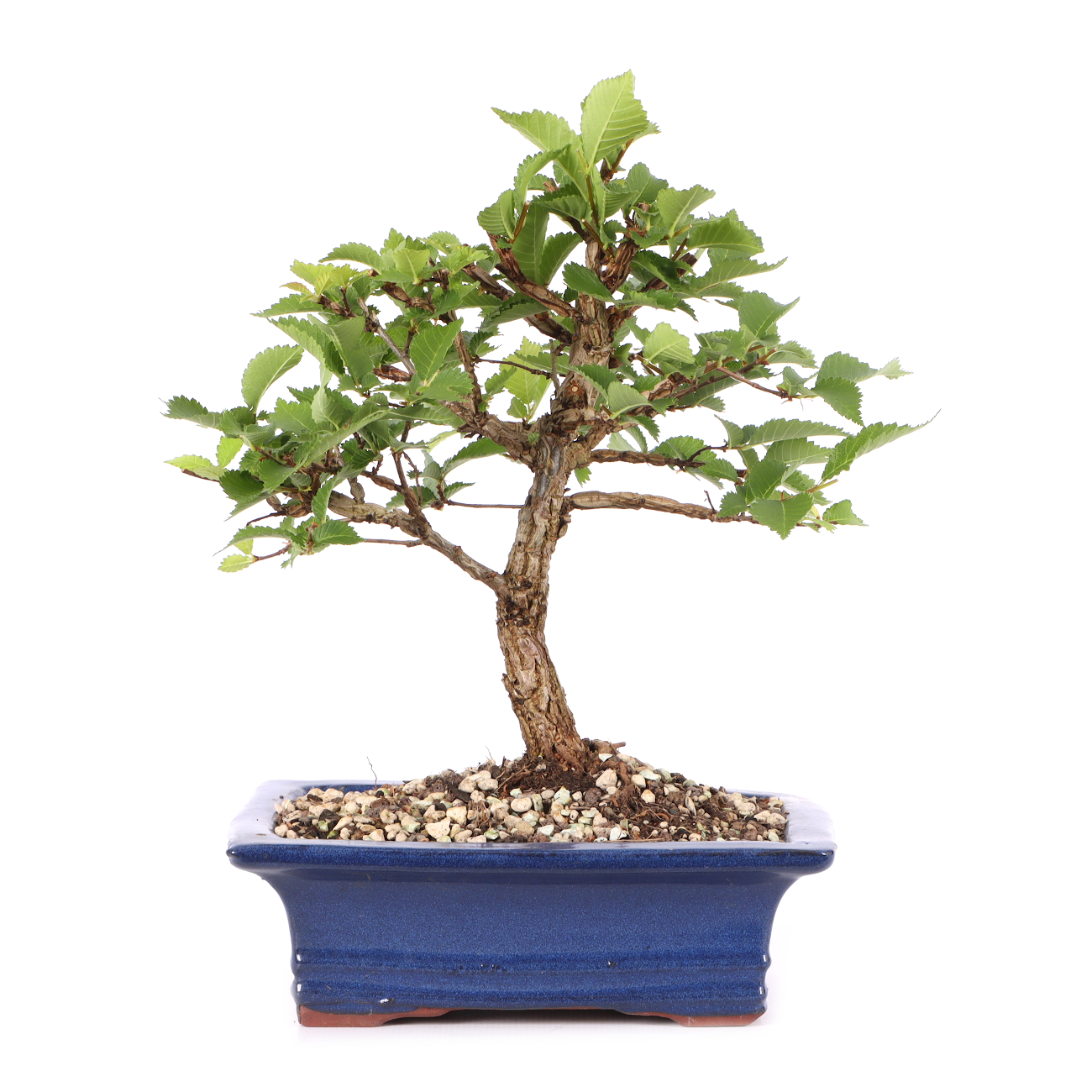 Ulmus minor var.