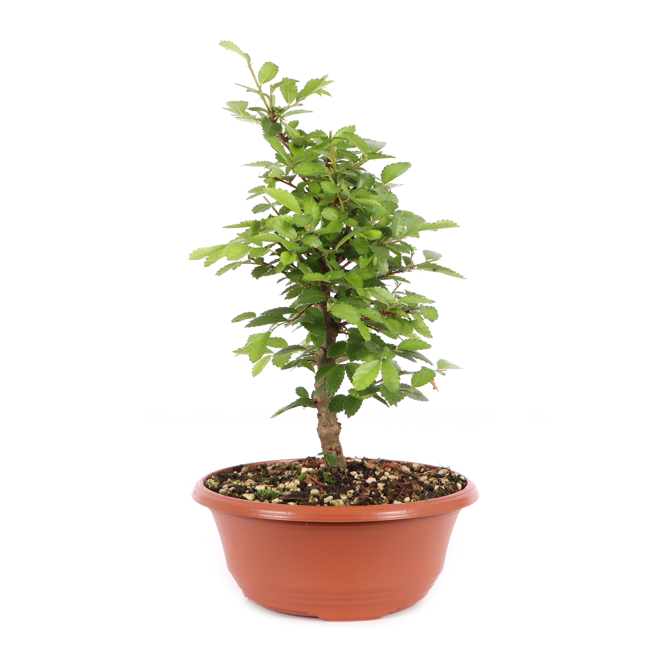 Ulmus japonica