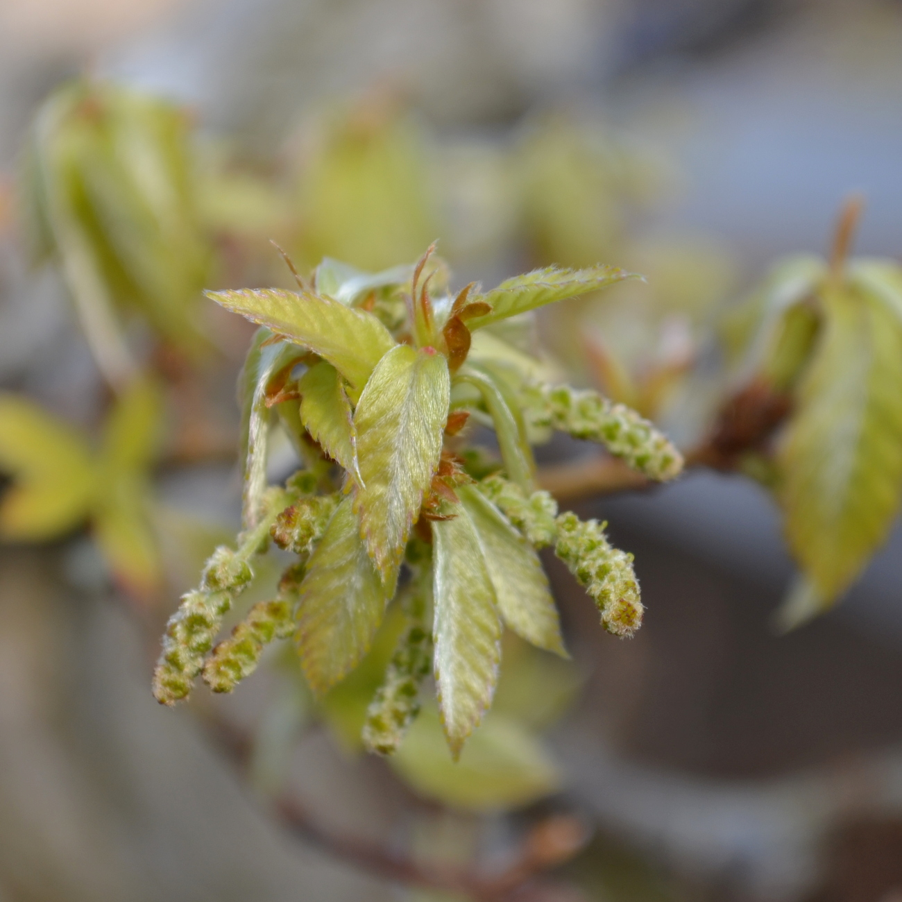Blüte