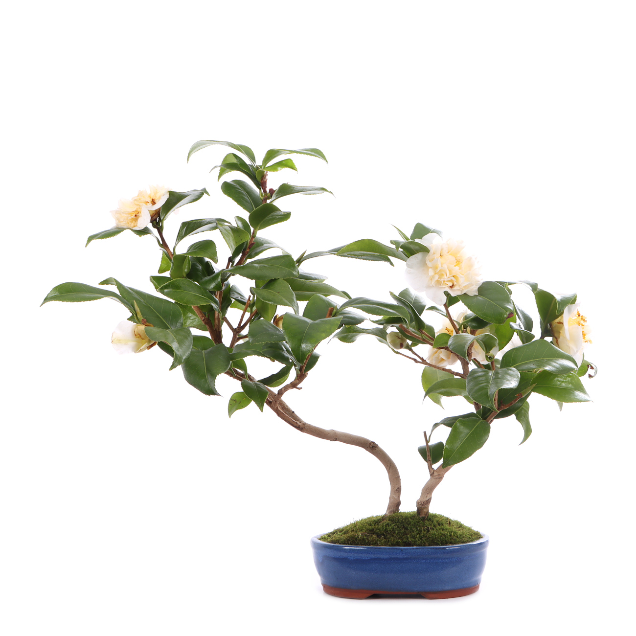 Camellia japonica 'Nobilissima'