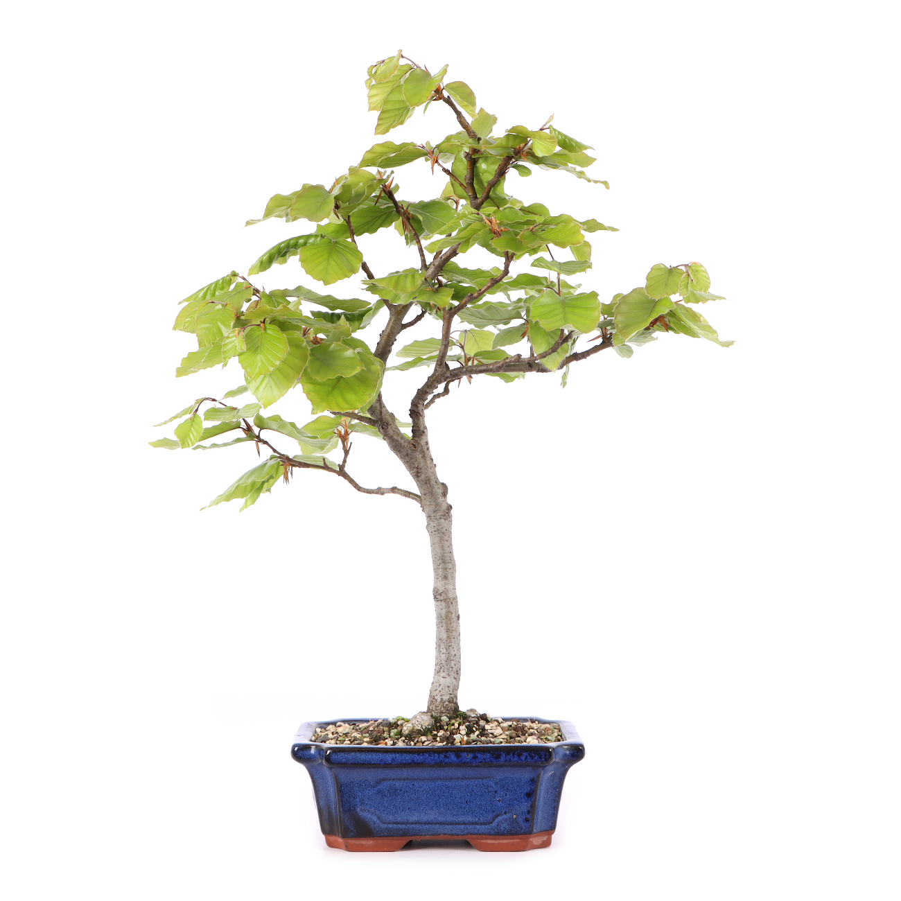 Fagus sylvatica