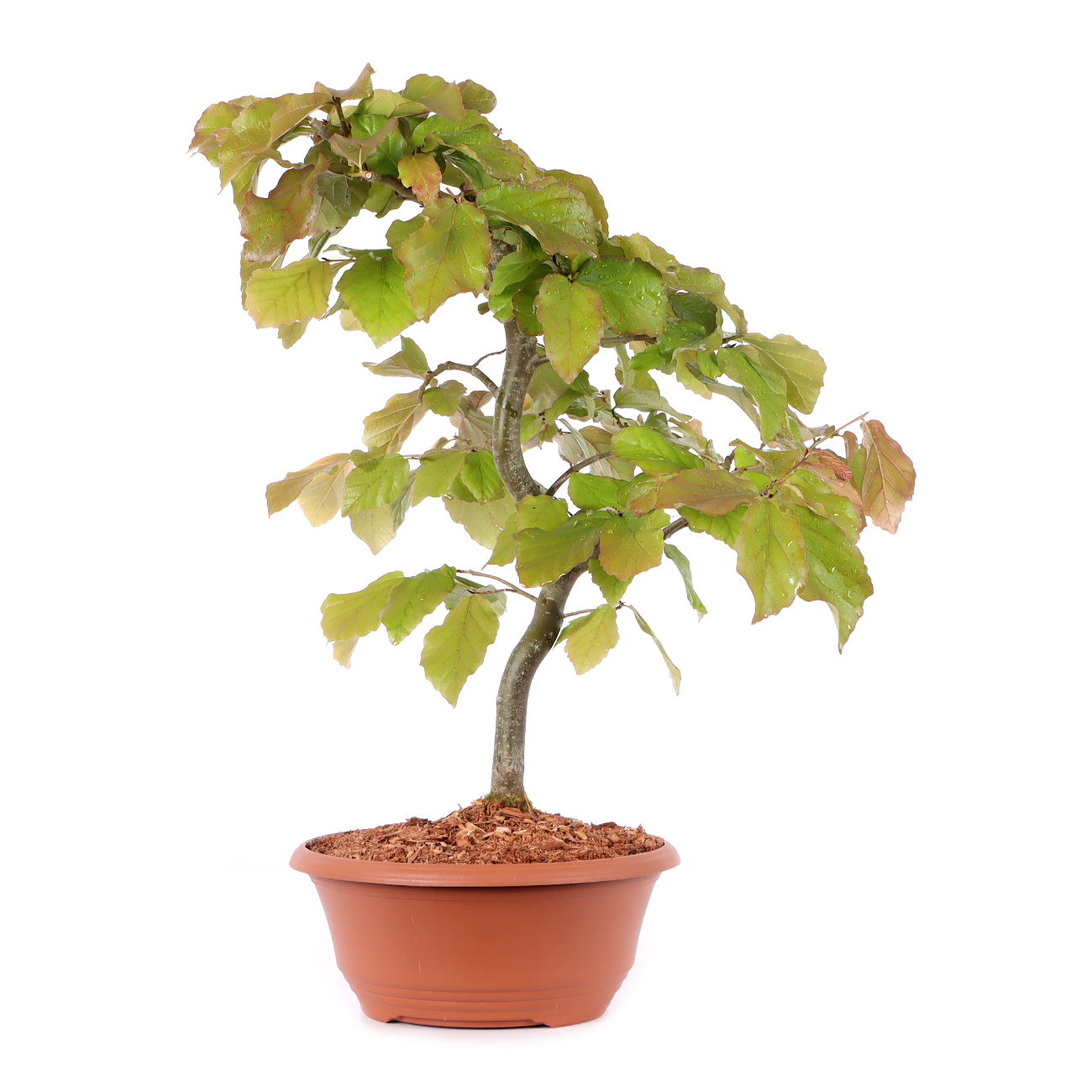 Parrotia persica 'Vanessa'