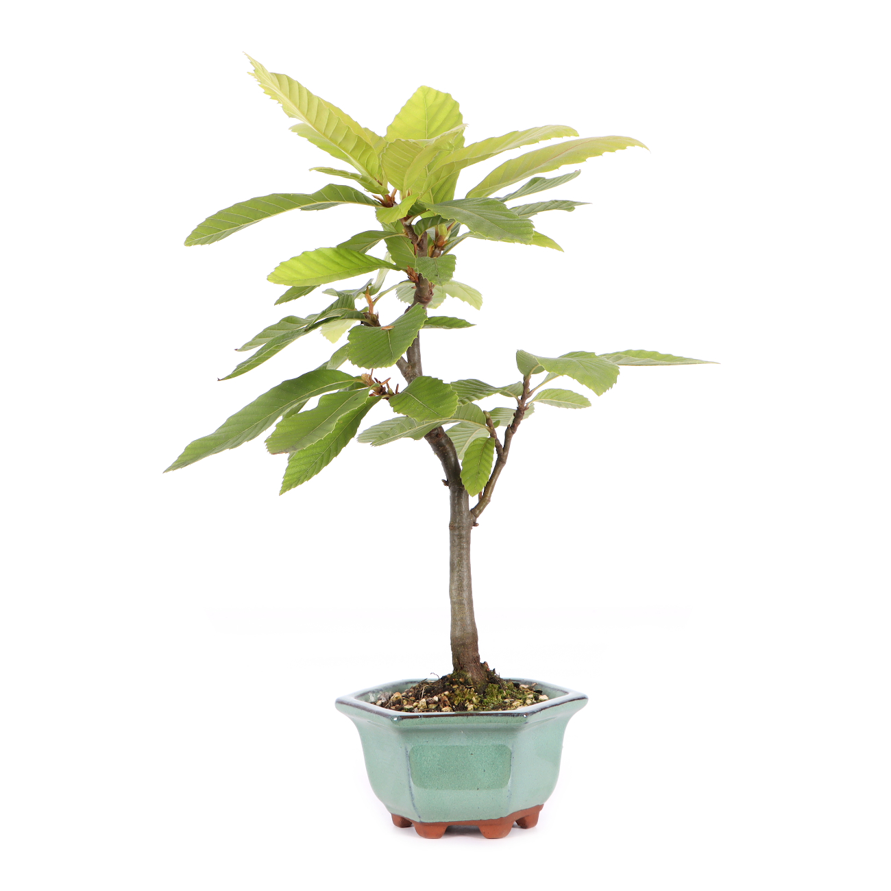 Castanea sativa