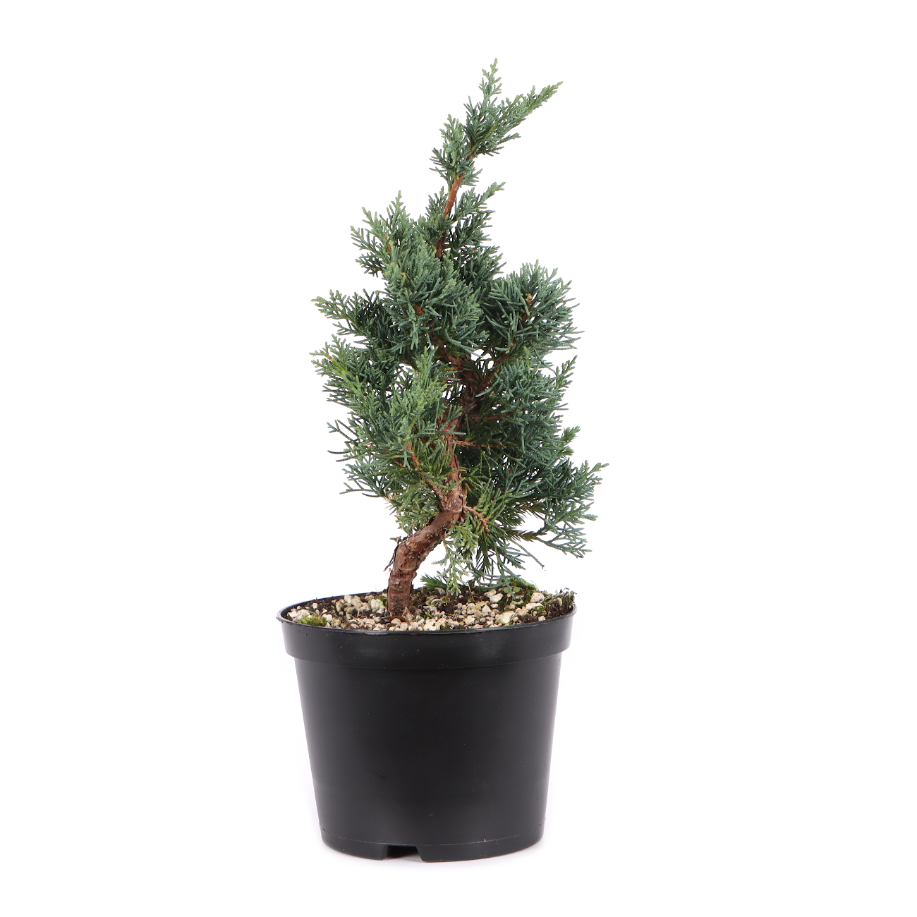 Juniperus chinensis ‘Blaauw‘