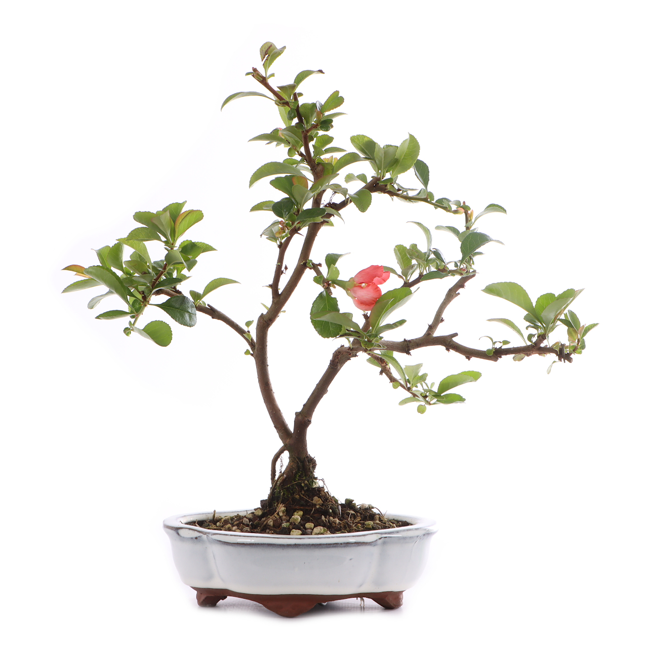 Chaenomeles x superba 'Pink Trail'