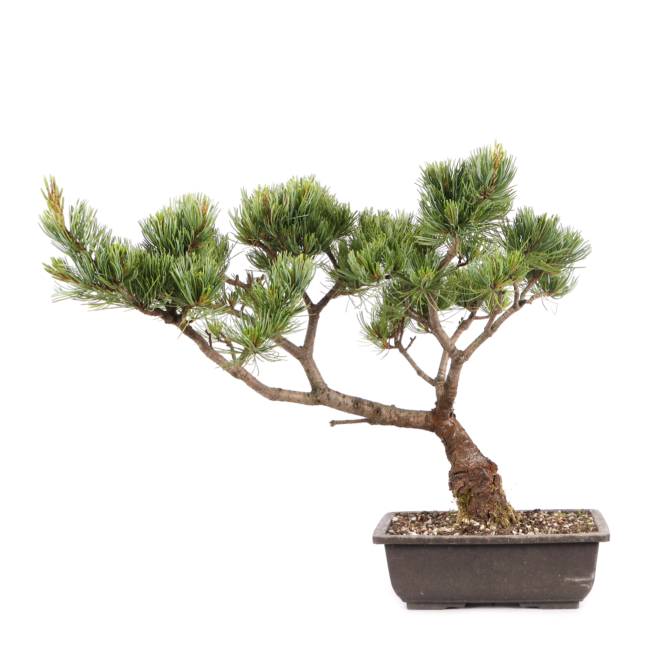Pinus parviflora 'Glauca'