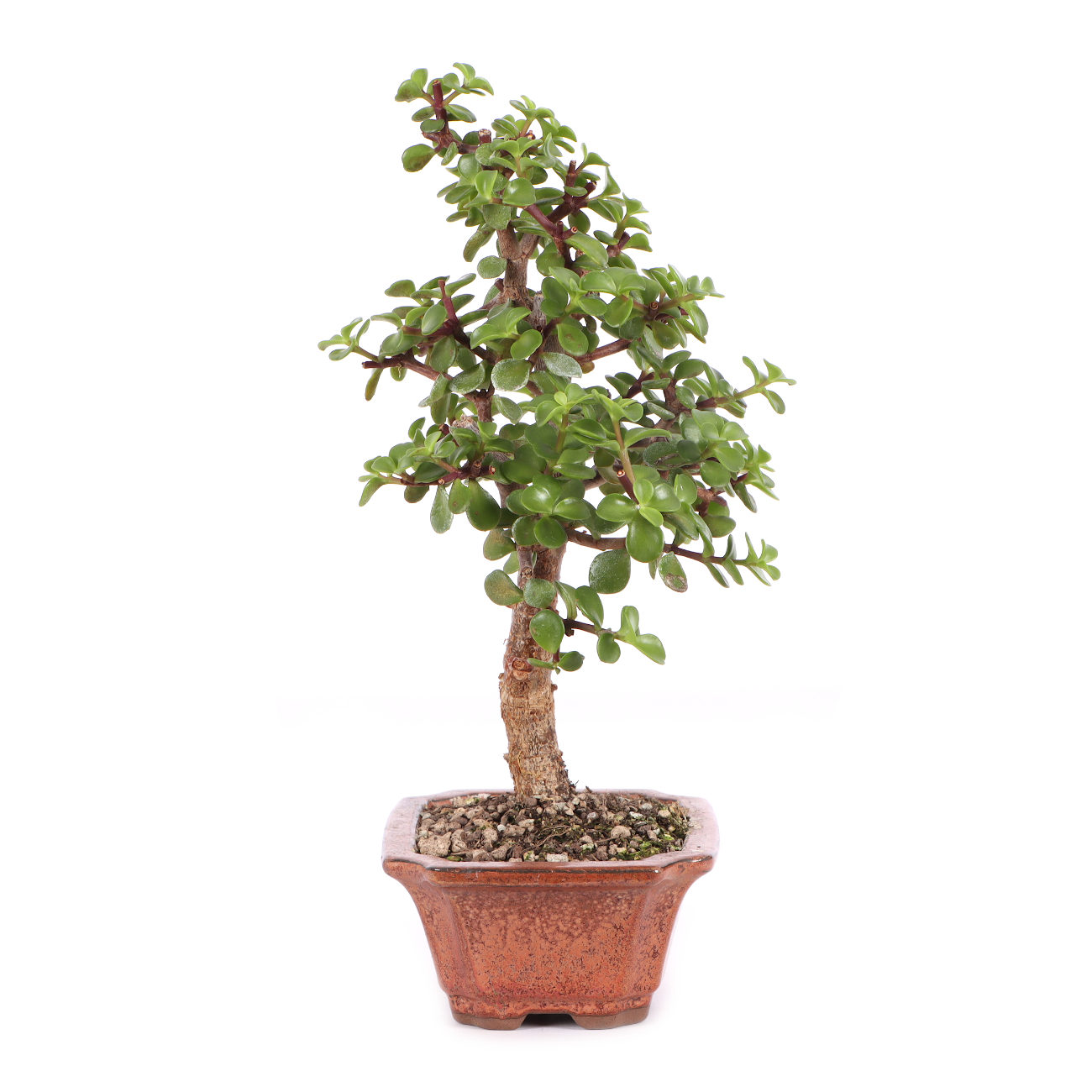 Portulacaria afra