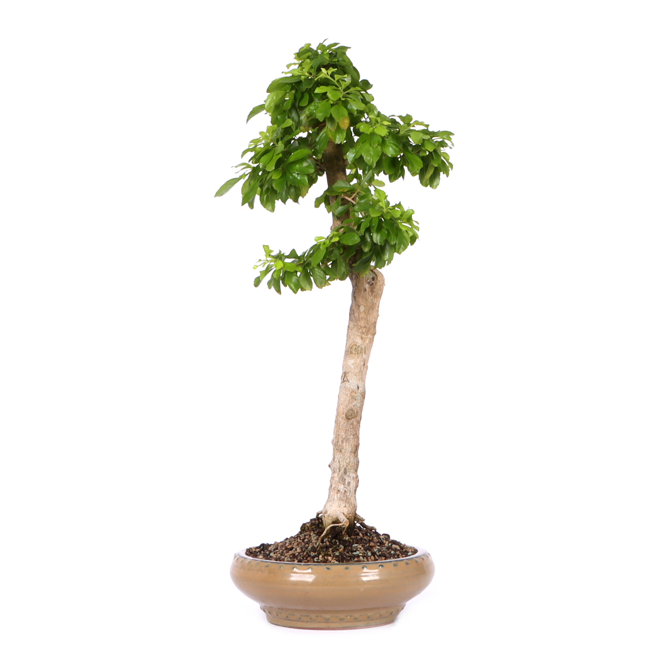 Seitenansicht rechts