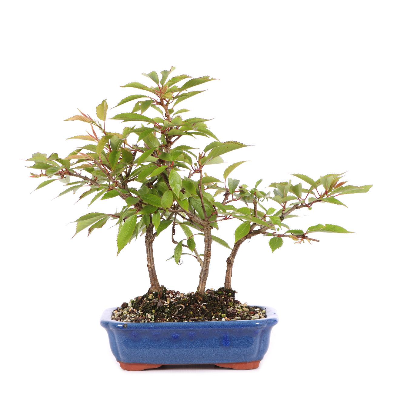 Prunus subhirtella 'Okame'