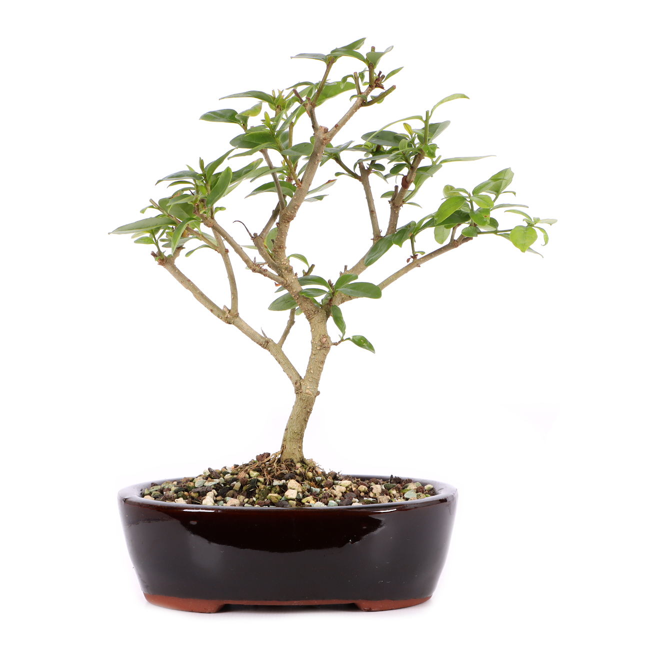Ligustrum vulgare