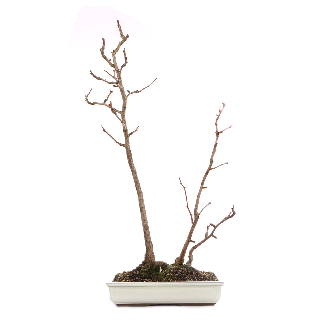 Ginkgo biloba