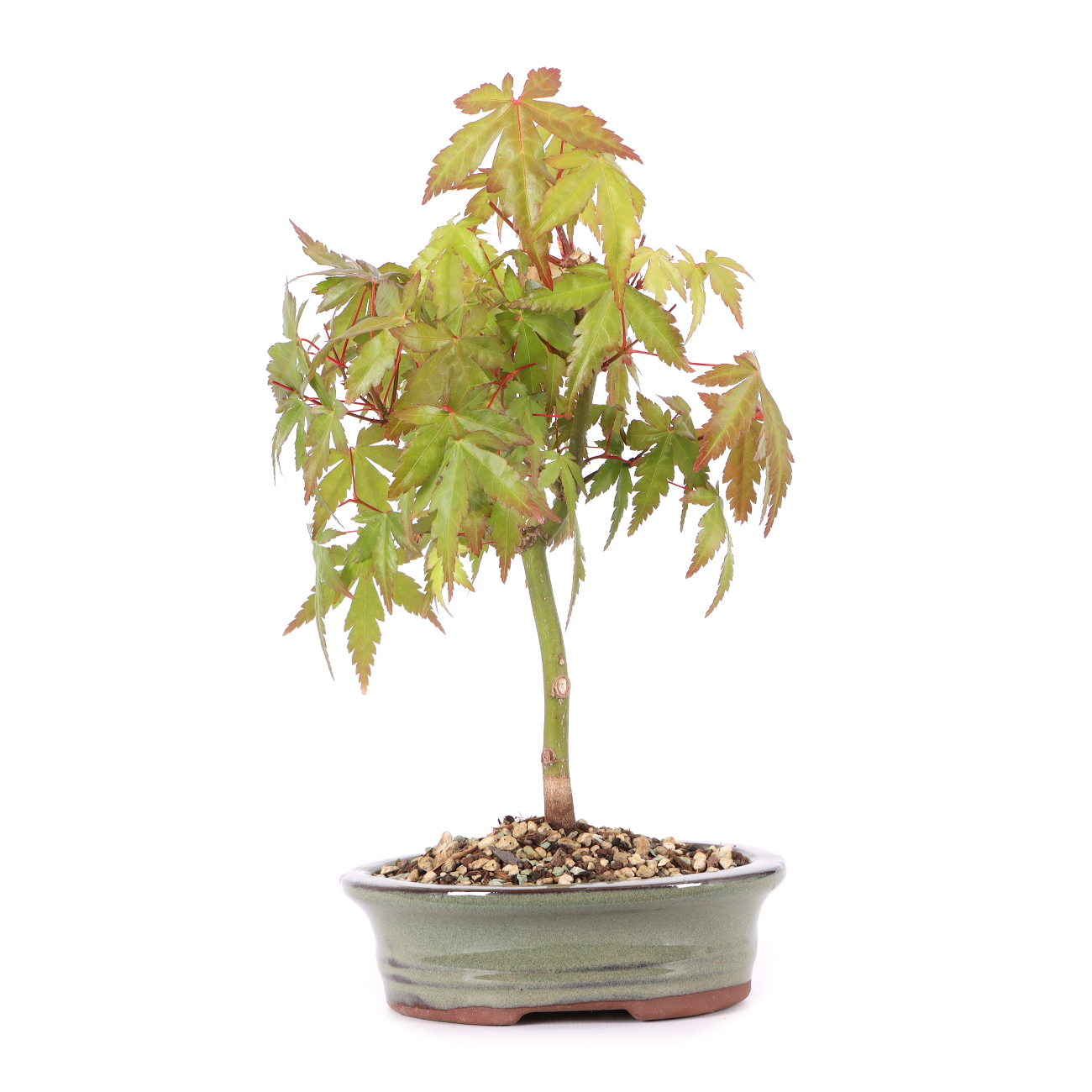 Acer palmatum