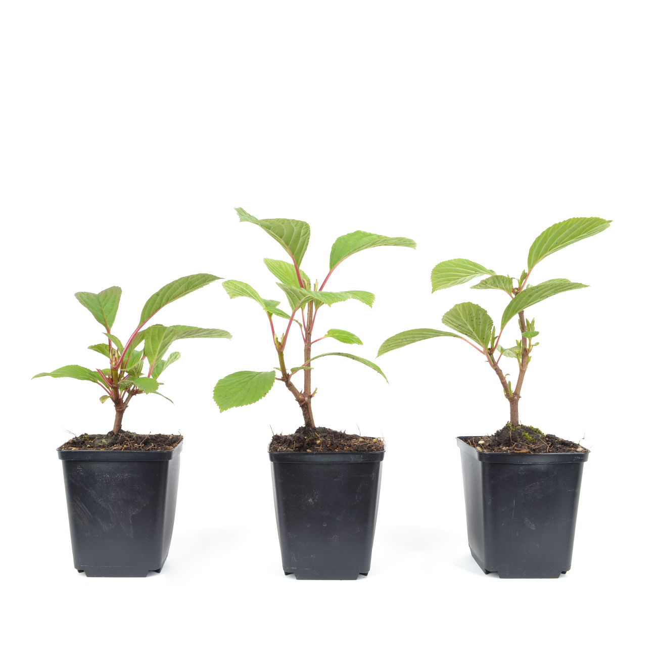 Viburnum x bodnantense 'Dawn'