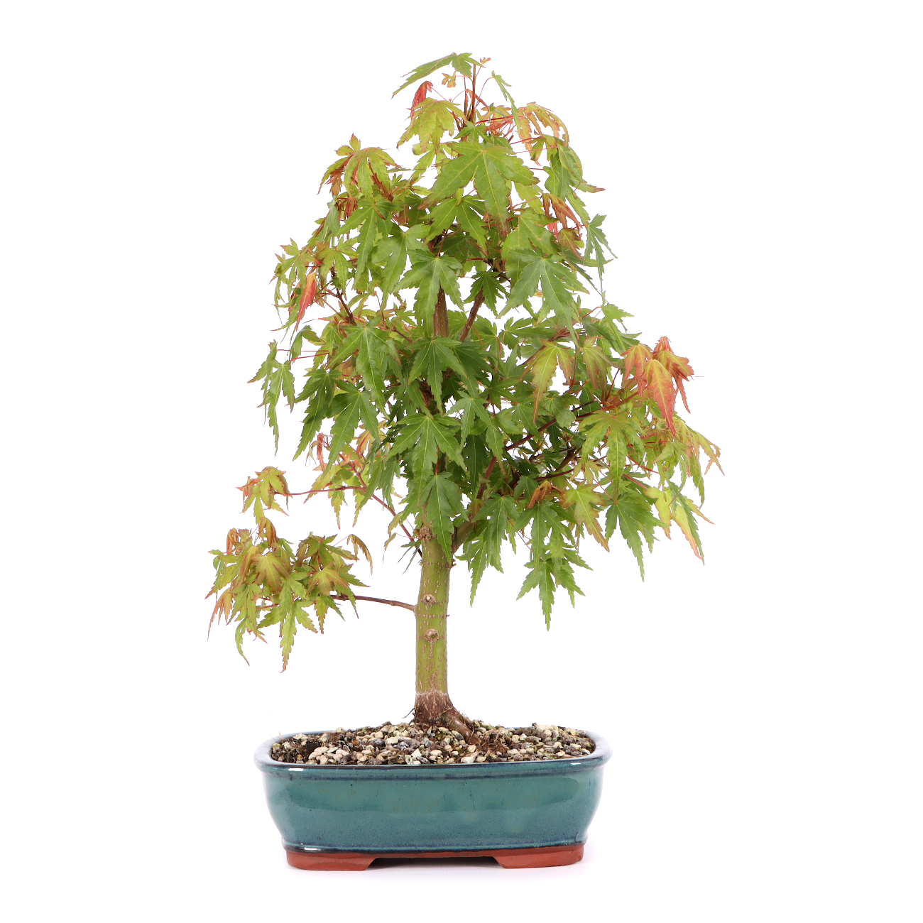Acer palmatum