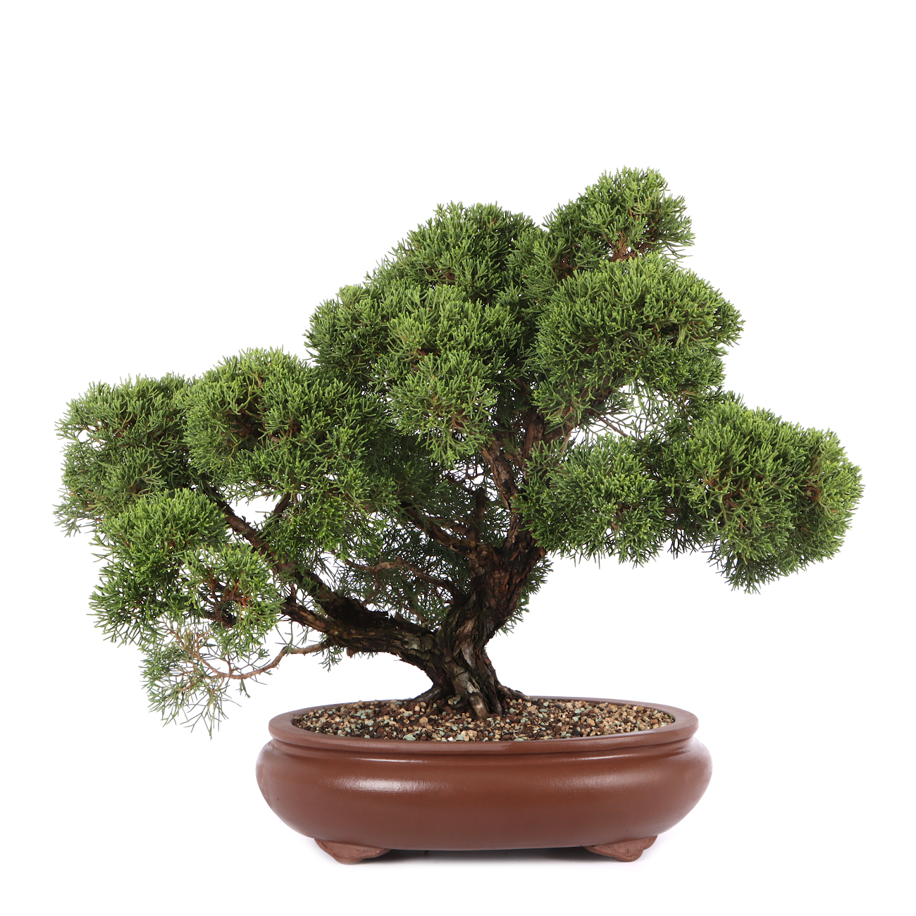 Juniperus chinensis