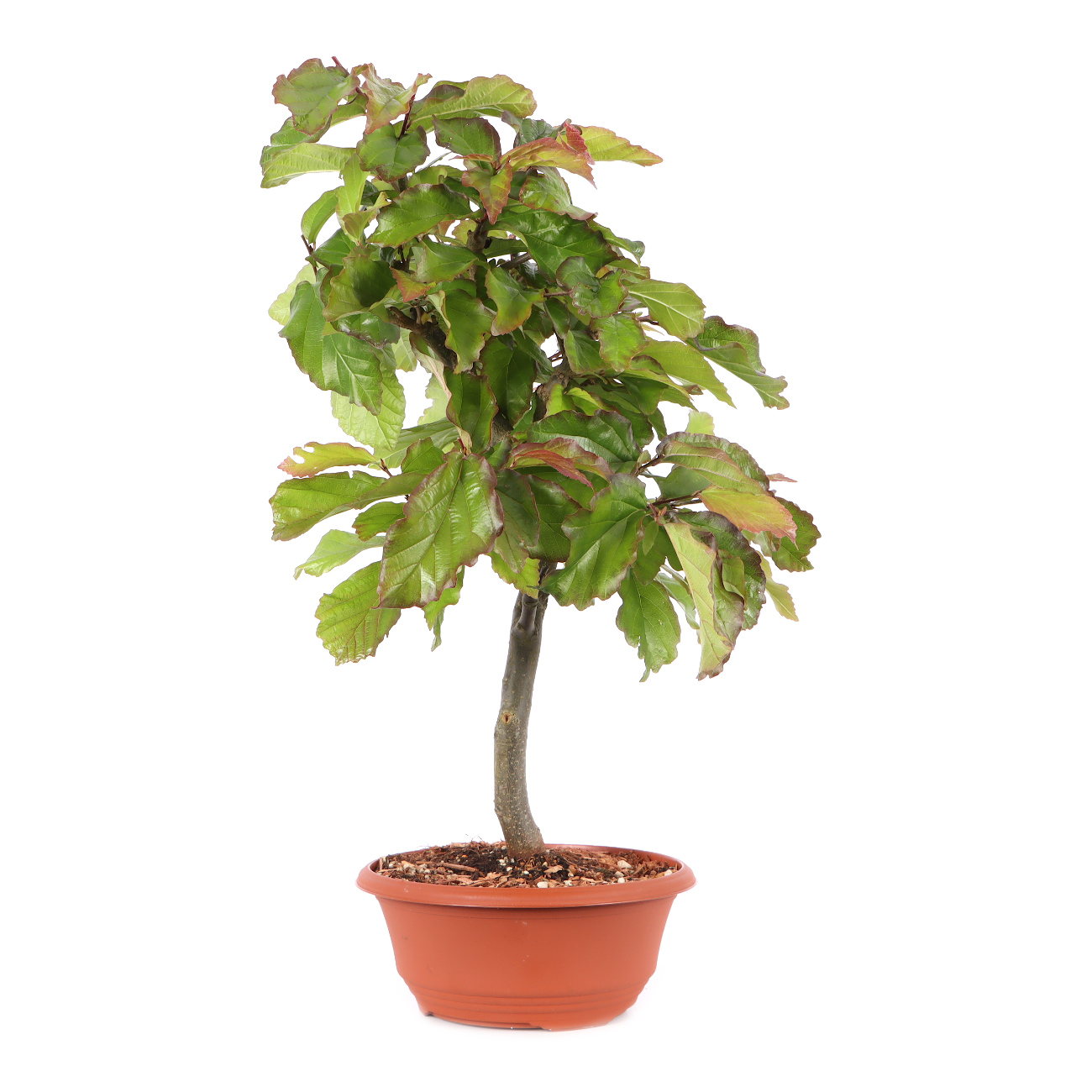 Parrotia persica 'Bella'