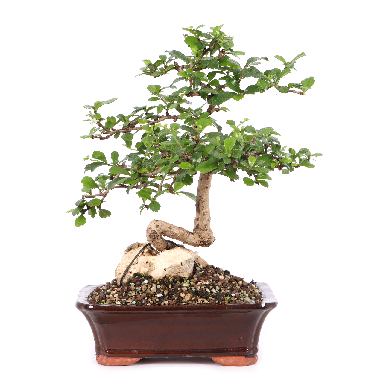 Carmona microphylla