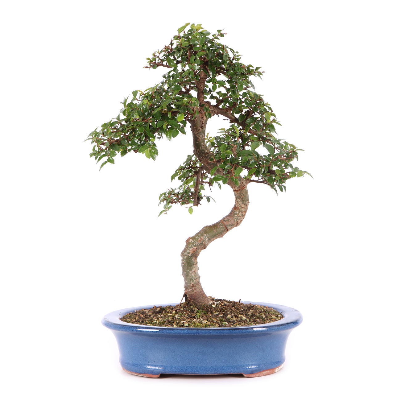Ulmus parvifolia