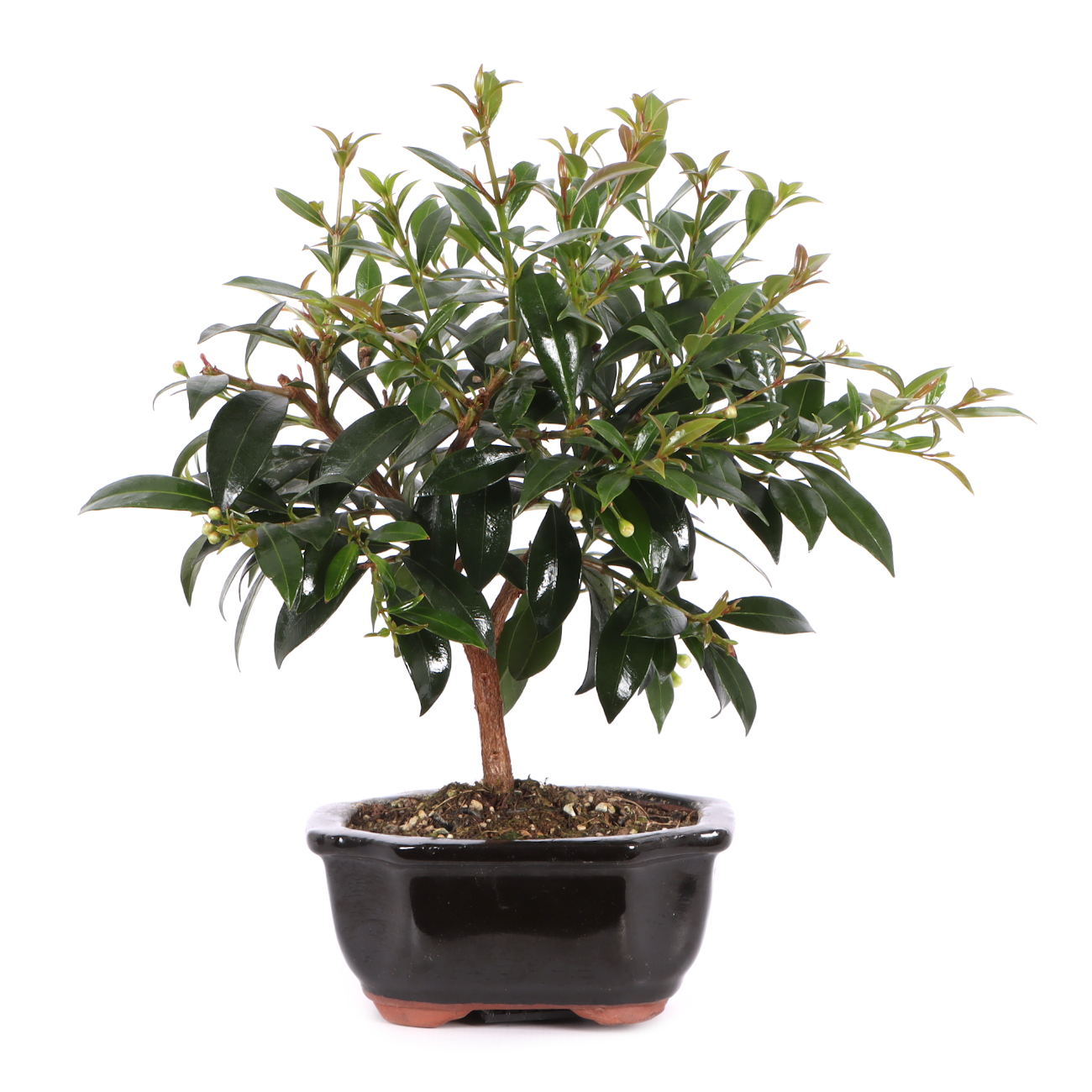 Syzygium paniculatum