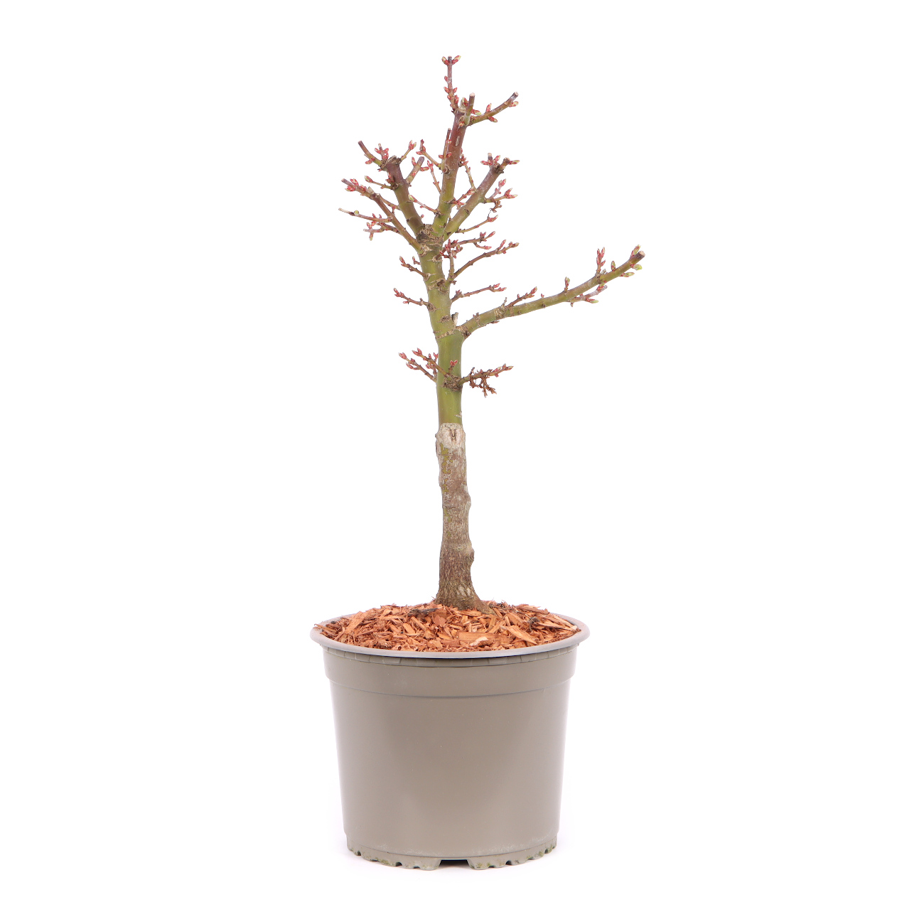 Acer palmatum 'Shishigashira'