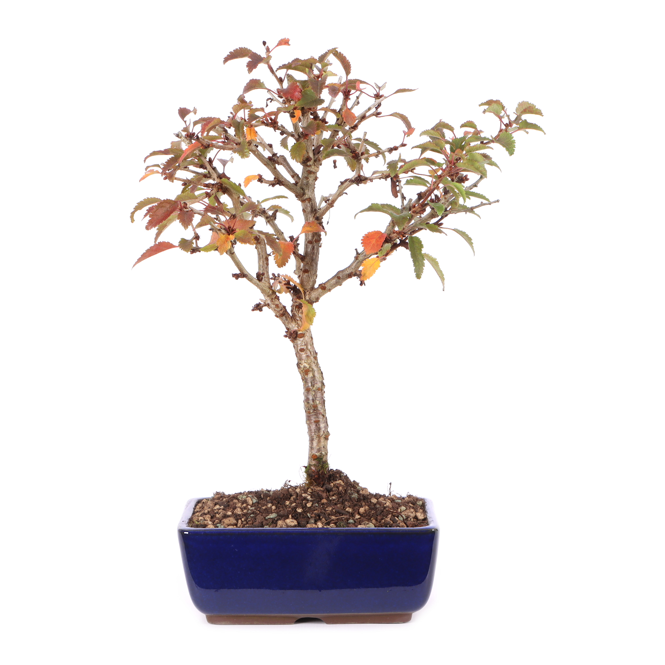 Prunus incisa 'Kojou-no-mai'