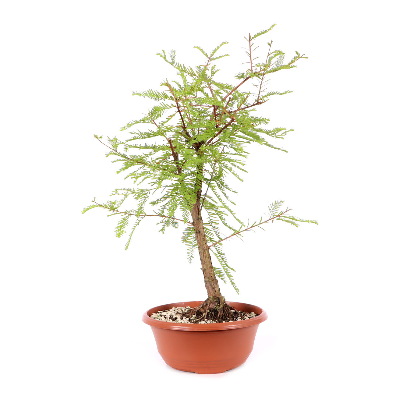 Taxodium distichum