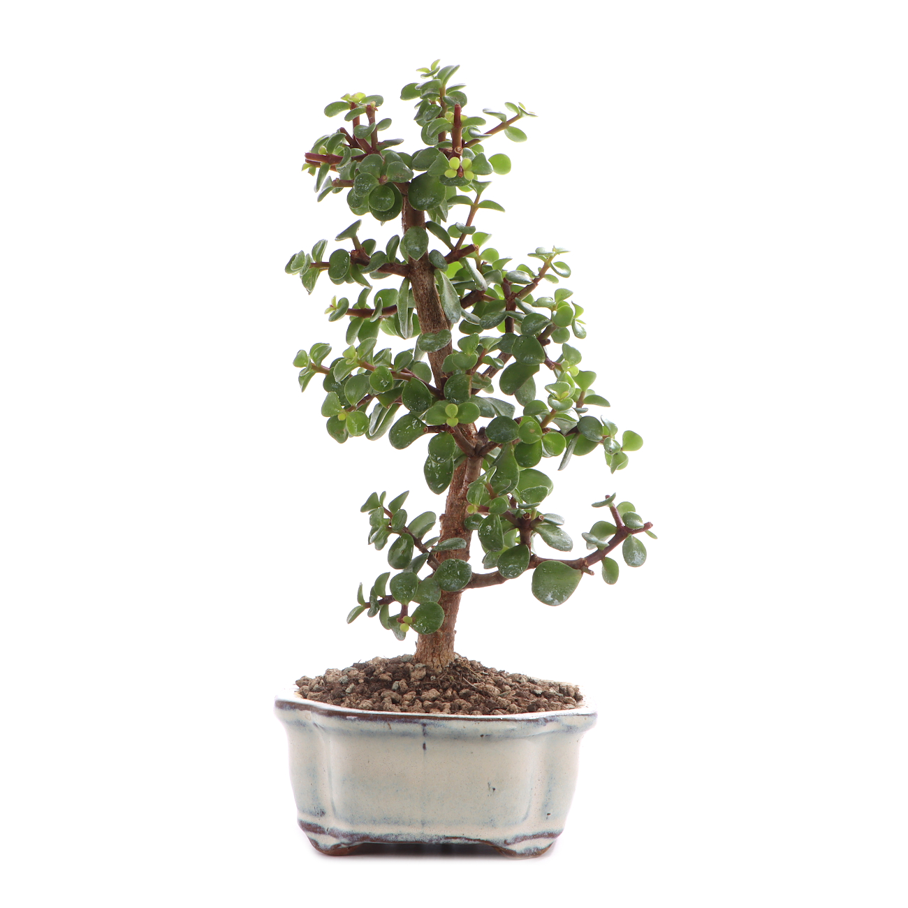 Portulacaria afra