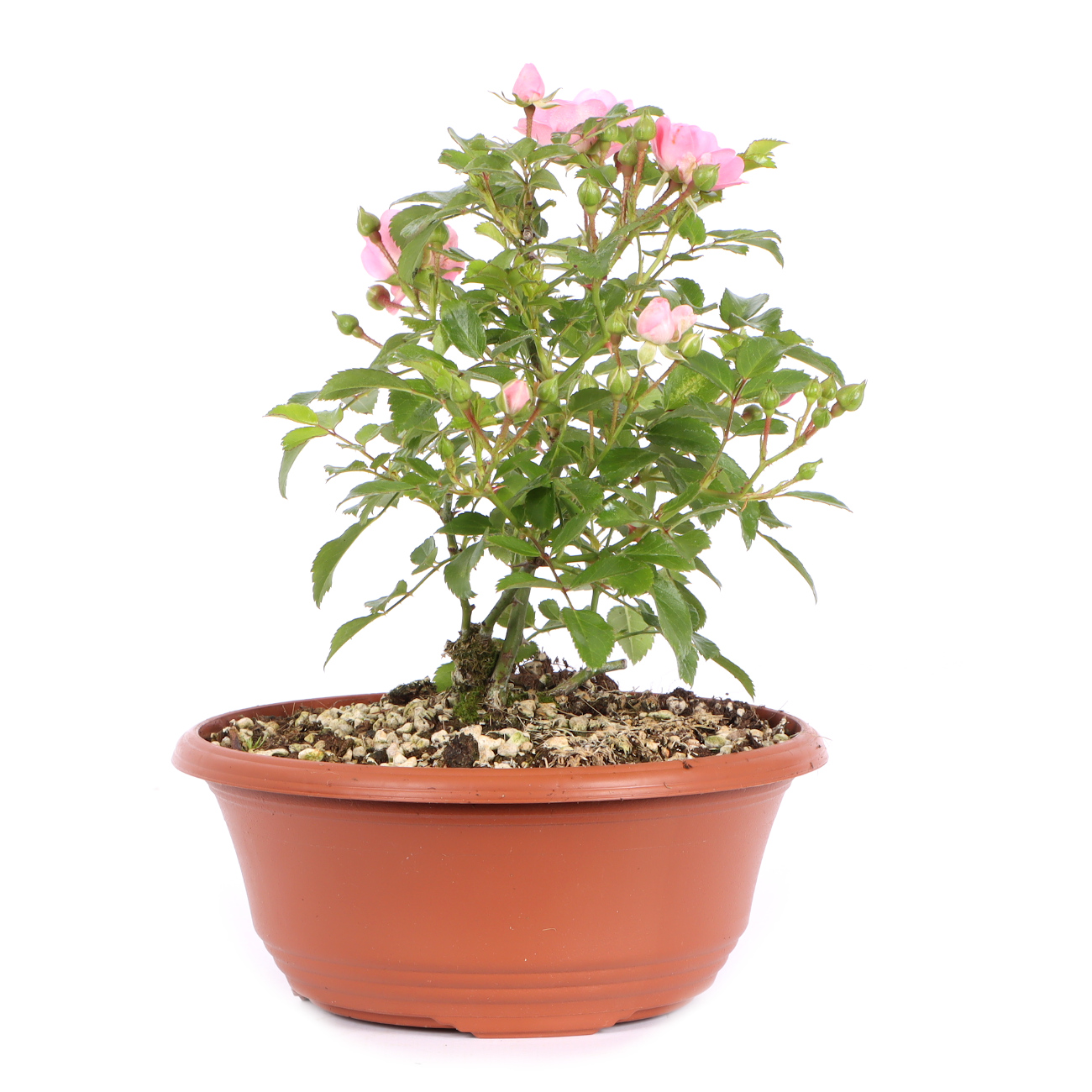 Seitenansicht rechts