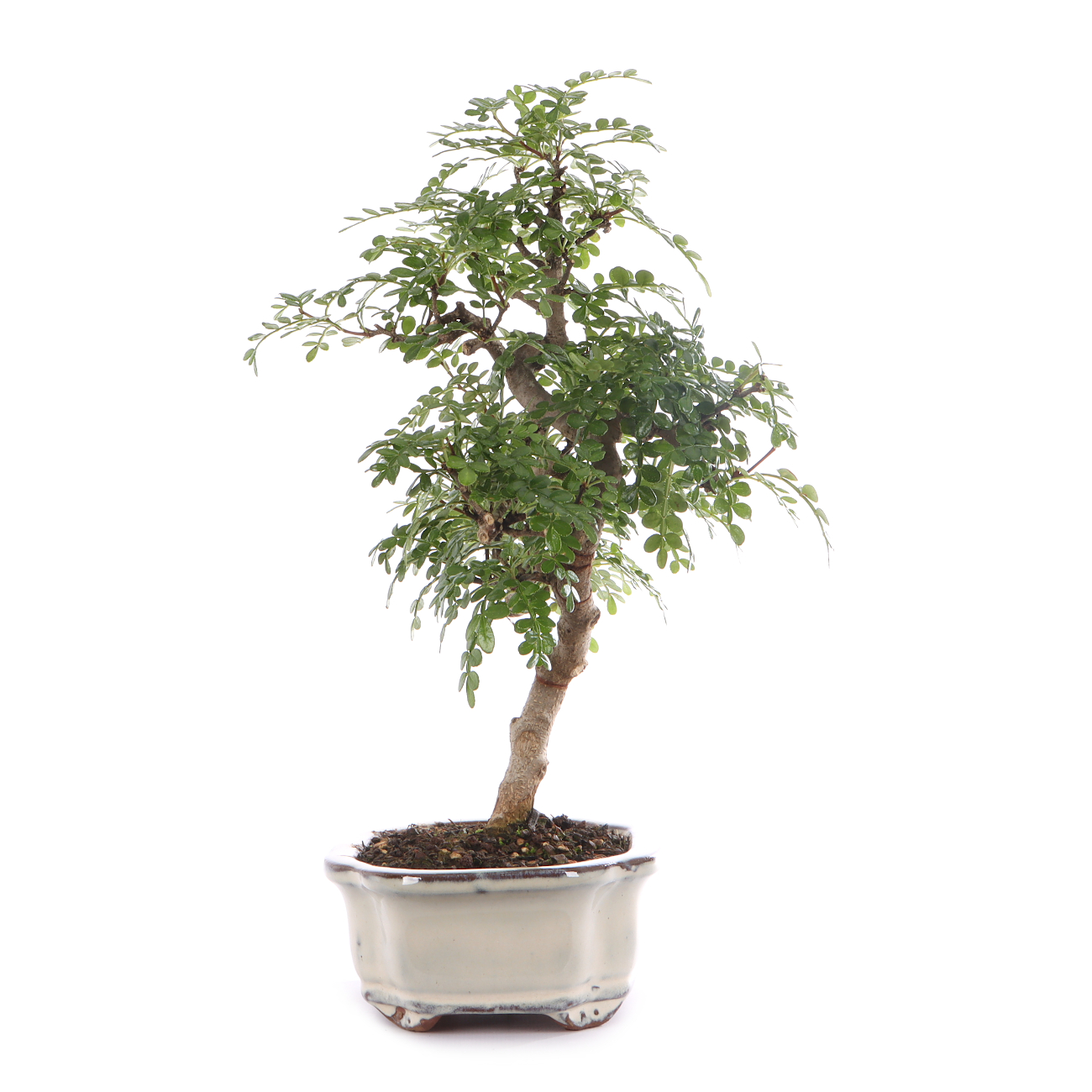 Zanthoxylum spec.
