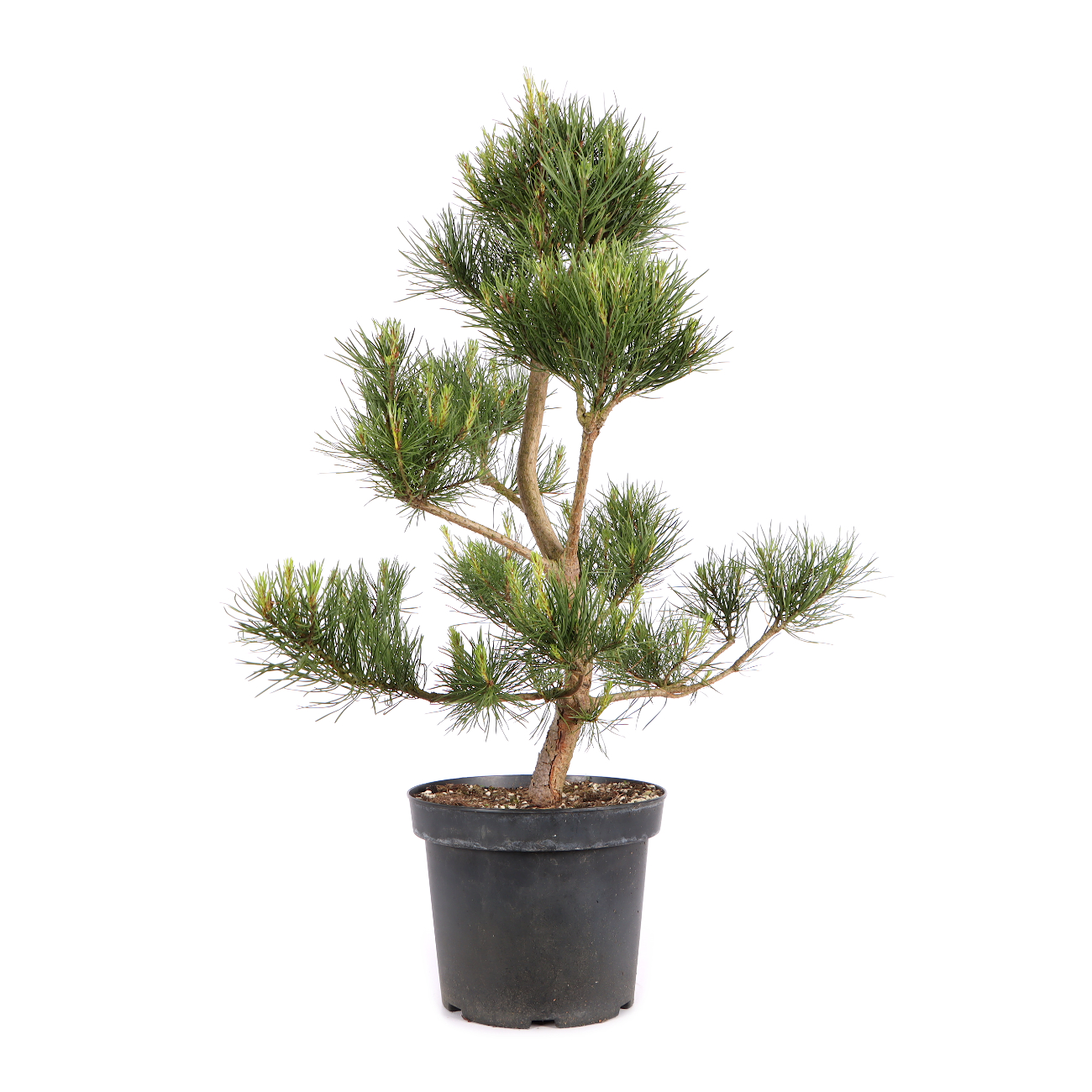 Pinus sylvestris