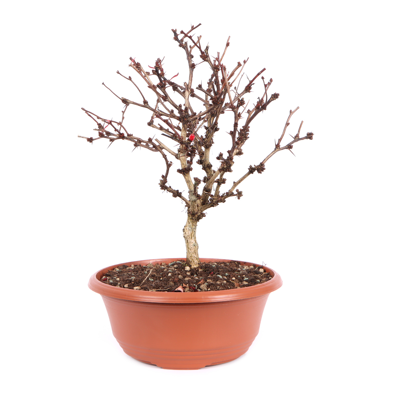 Seitenansicht rechts