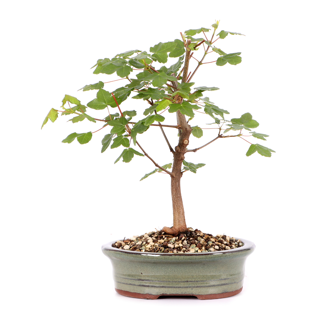 Acer monspessulanum