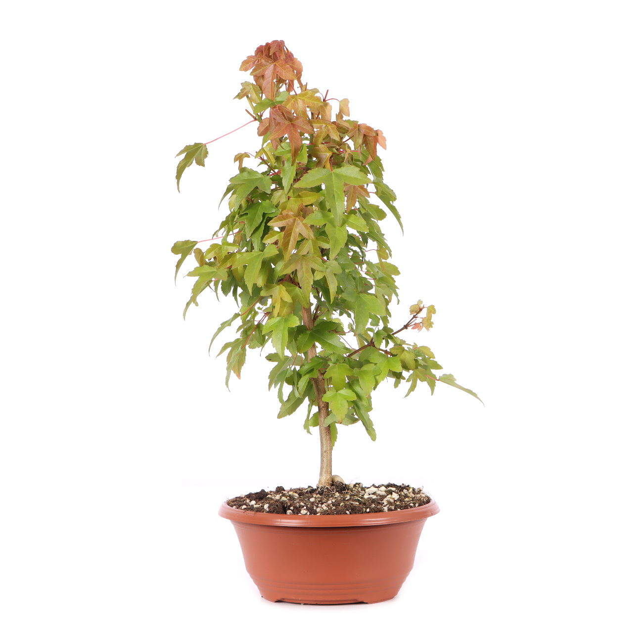 Acer buergerianum