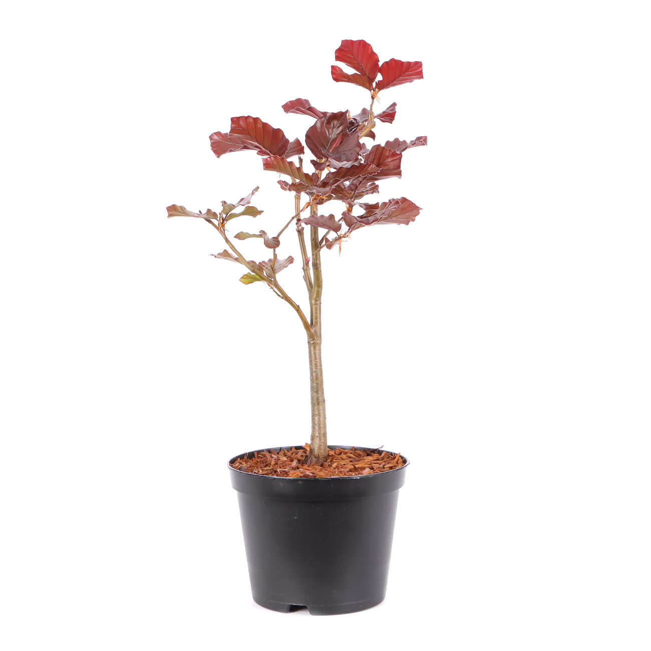 Fagus sylvatica f. purpurea